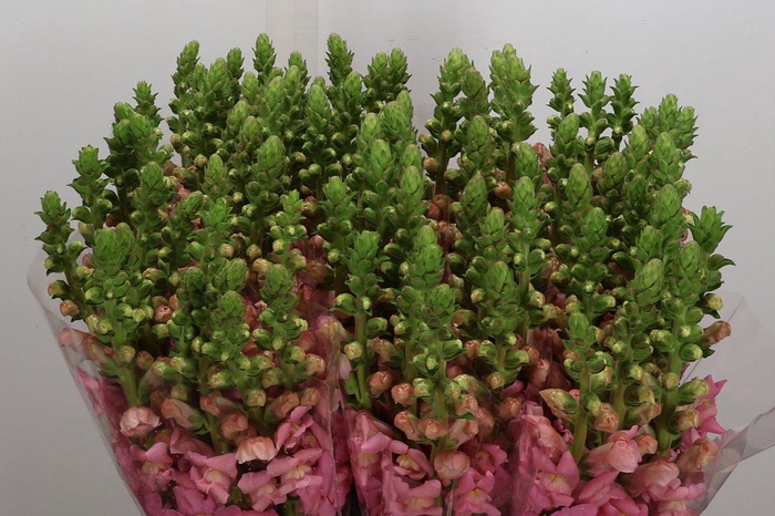 <h4>Antir It Pink</h4>