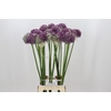 Allium Misses Bouqet