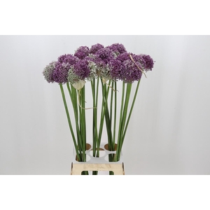 Allium Misses Bouqet