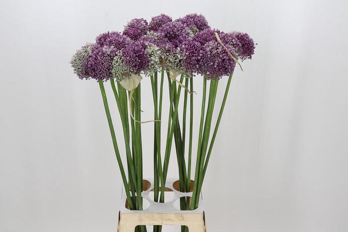 <h4>Allium Misses Bouqet</h4>