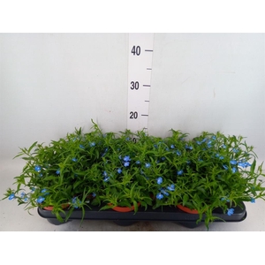 Lobelia erin. 'LagunSemTr Sky Blue'