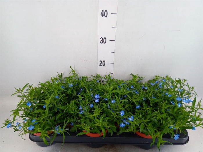 <h4>Lobelia erin. 'LagunSemTr Sky Blue'</h4>