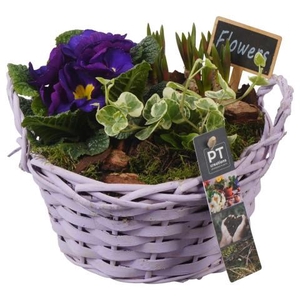 PTBM3857 Arrangement Flower Bulbs Mix in rieten mand