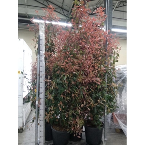 Photinia fraseri