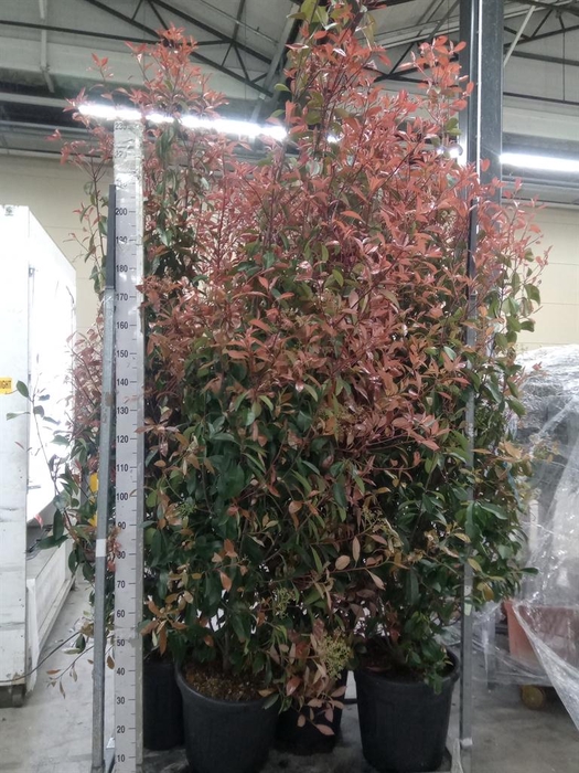<h4>Photinia fraseri</h4>