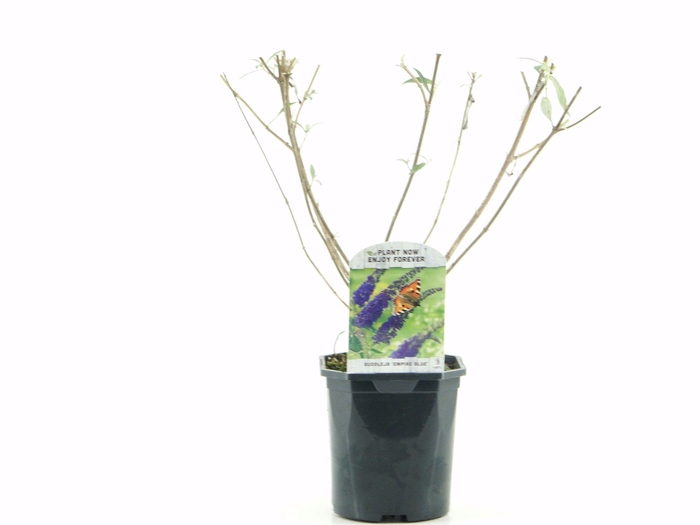 <h4>Buddleja dav. Empire Blue</h4>
