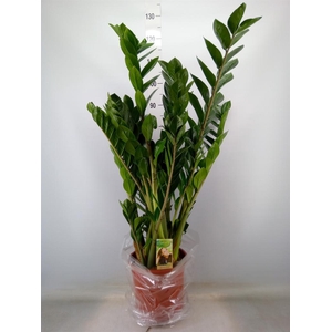 Zamioculcas zamiifolia