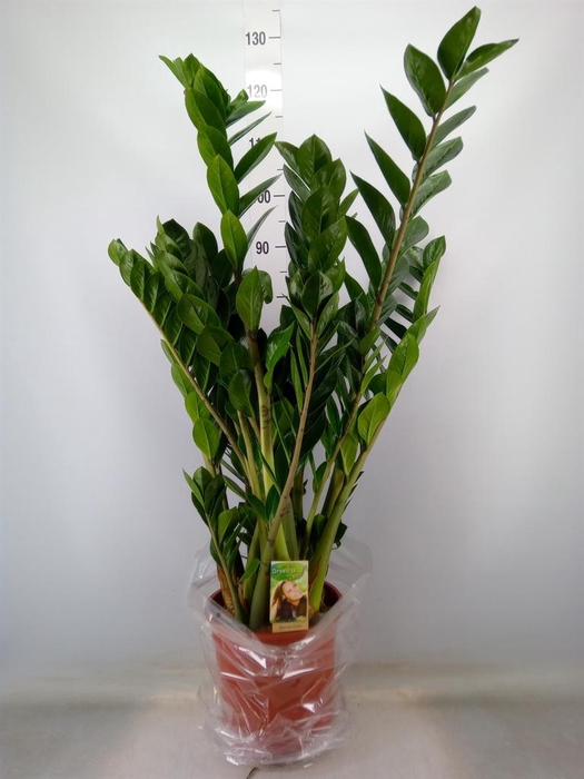 <h4>Zamioculcas zamiifolia</h4>