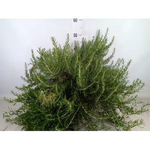 Rosmarinus officinalis 'Prostratus'