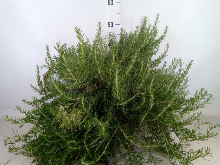 <h4>Rosmarinus officinalis 'Prostratus'</h4>