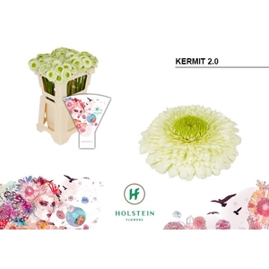 Germini Pomponi Kermit Water x40