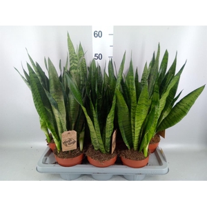 Sansevieria zeylanica