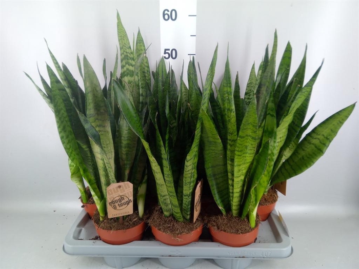 <h4>Sansevieria zeylanica</h4>
