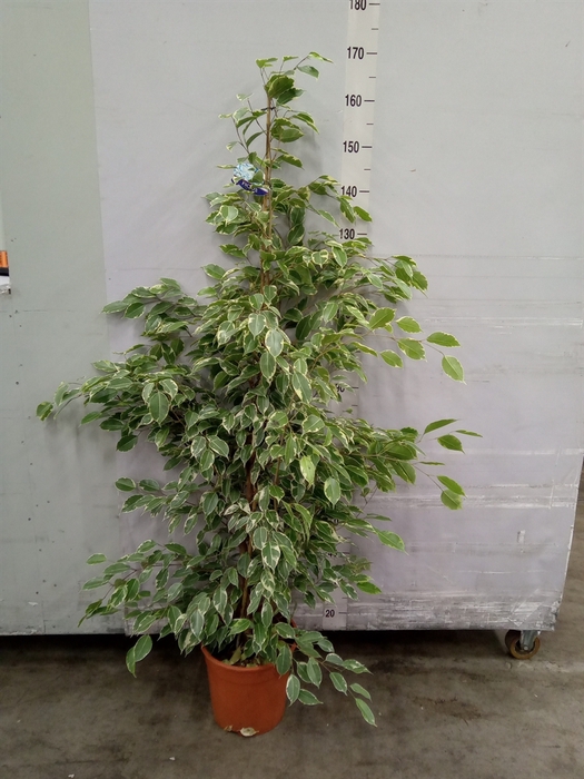 <h4>Ficus benja. 'Golden King'</h4>