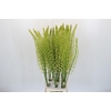 Eremurus Shelford Yellow Sun