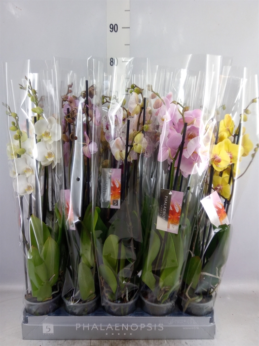 <h4>Phalaenopsis   ...mix  7</h4>