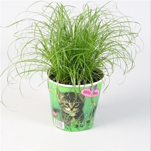 Cyperus alternifolius Zumula in kattenbeker