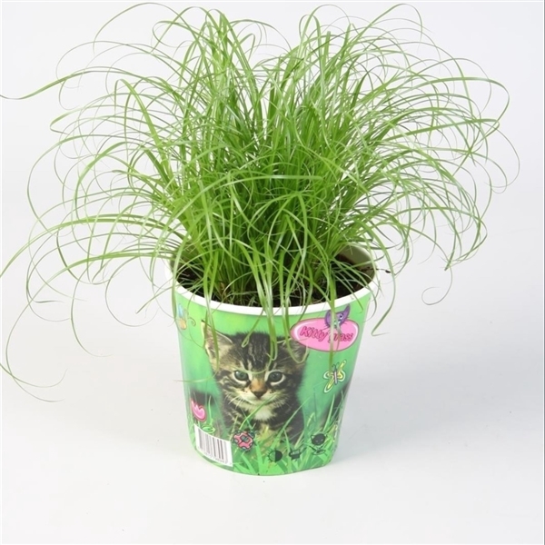 <h4>Cyperus alternifolius Zumula in kattenbeker</h4>