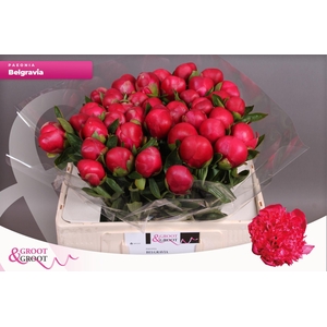 Paeonia Belgravia | Heavy Quality