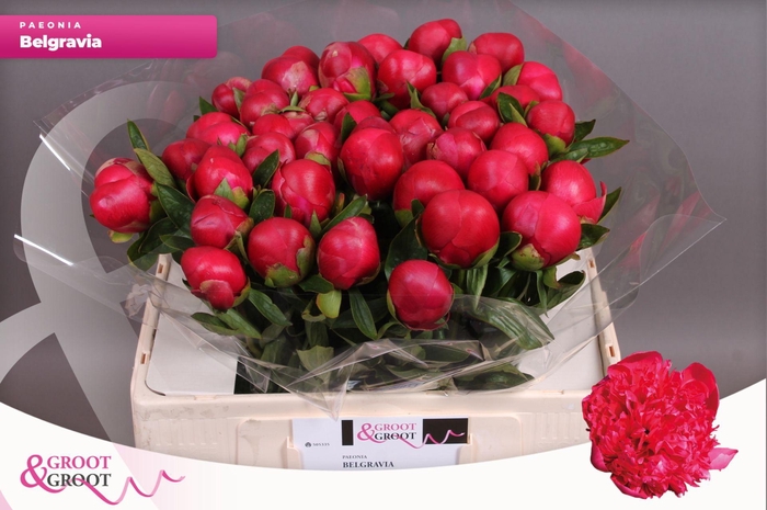 <h4>Paeonia Belgravia | Heavy Quality</h4>