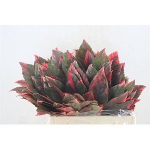 Aralia Red P Stem