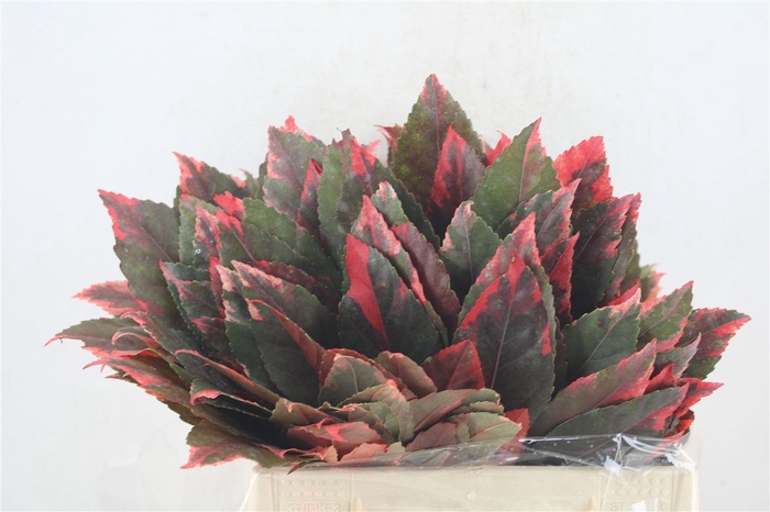 <h4>Aralia Red P Stem</h4>
