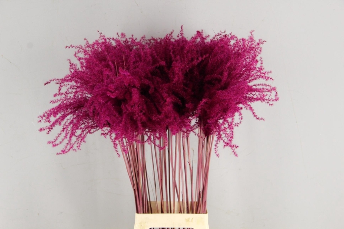 <h4>DF Miscanthus 90cm Bordeaux</h4>