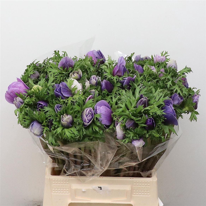 Anem Mistral Sr Azuur Blue Extra