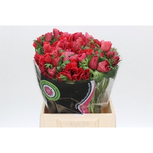 Anemone Mistral Plus Red
