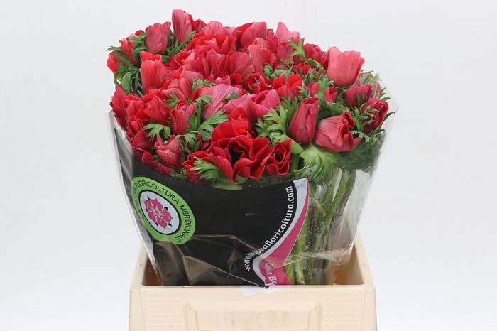 <h4>Anemone Mistral Plus Red</h4>