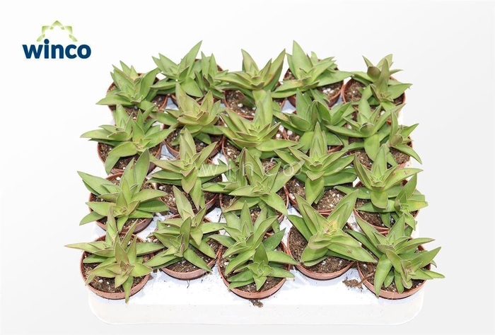 <h4>Crassula Capitella</h4>