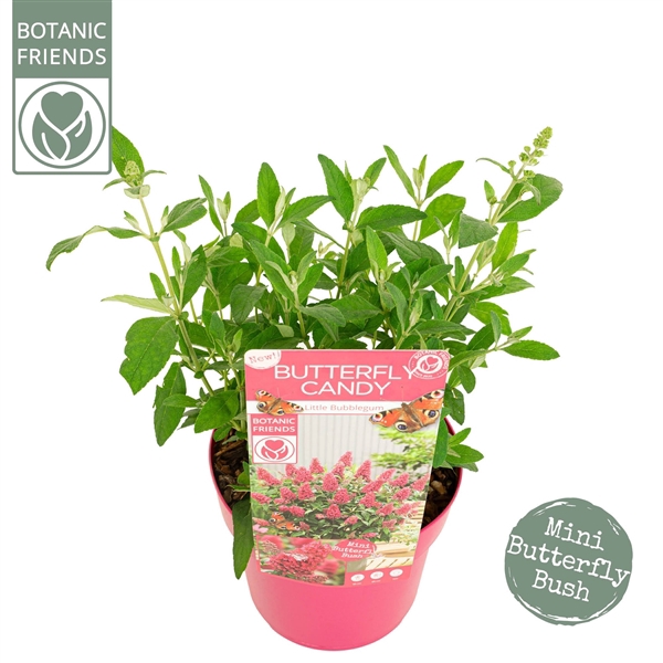 <h4>Buddleja Butterfly Candy® 'Little Bubblegum'</h4>