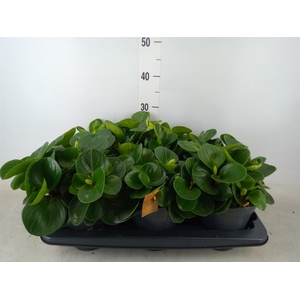 Peperomia
