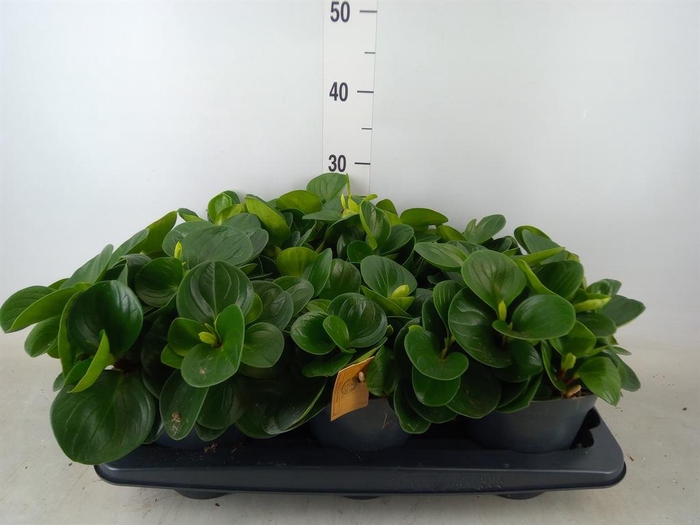<h4>Peperomia</h4>