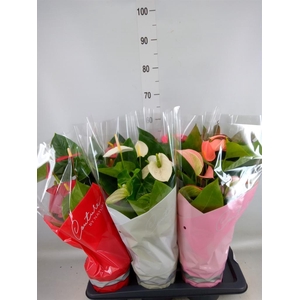 Anthurium   ...mix 4
