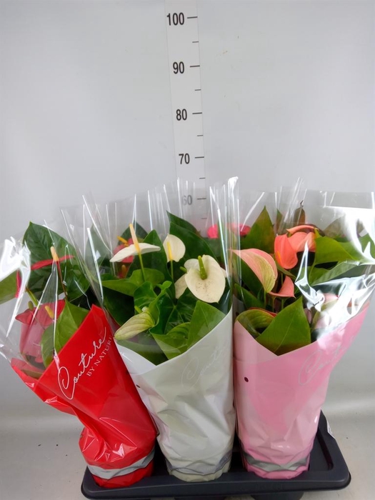 <h4>Anthurium   ...mix 4</h4>
