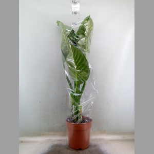 Dieffenbachia seg. 'Tropic Snow'