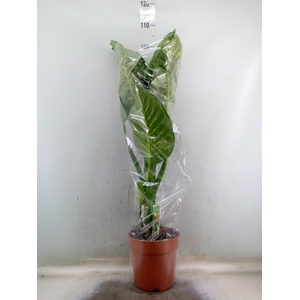 Dieffenbachia seg. 'Tropic Snow'
