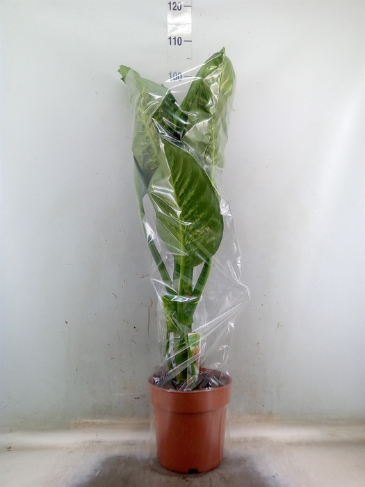 <h4>Dieffenbachia seg. 'Tropic Snow'</h4>