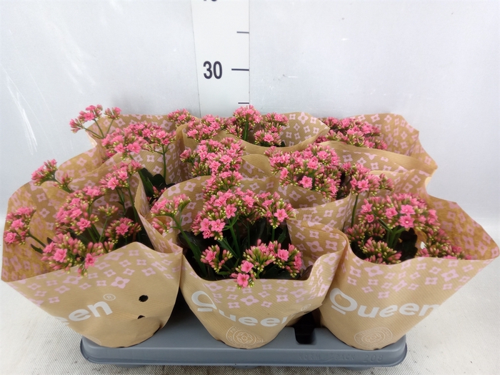 <h4>Kalanchoe  'WildFlow Ladylike'</h4>