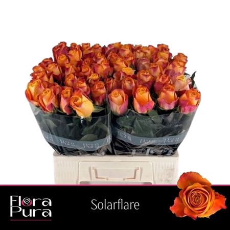 <h4>Rosa a grande fleur Sunflare</h4>