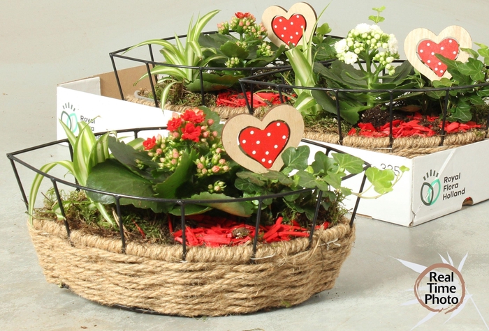 <h4>ARR KAMERPL</h4>