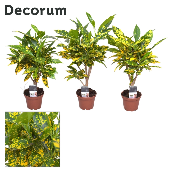 <h4>Croton Gold Dust stam 7 cm (Decorum)</h4>