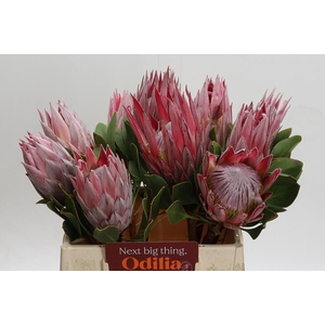 Protea Cynaroides