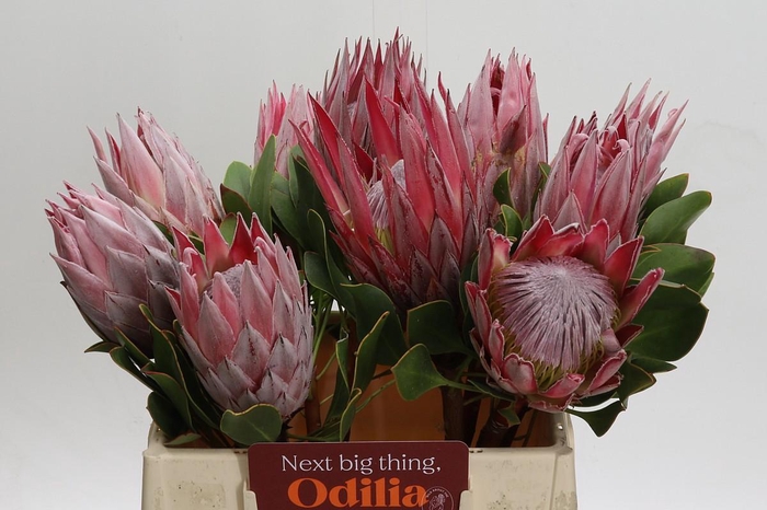 <h4>Protea Cynaroides</h4>