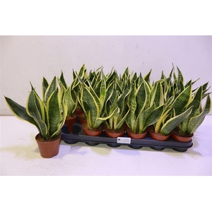 Sansev Futura Superb