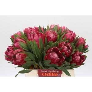 Protea Brenda
