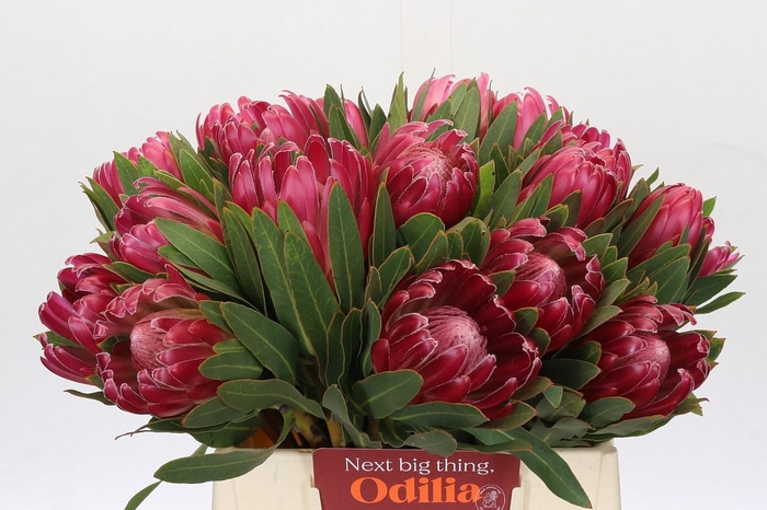 Protea Brenda
