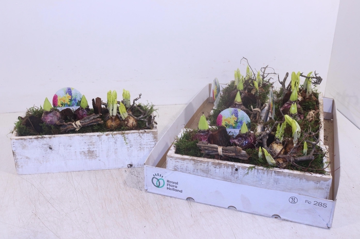 <h4>ARR BOL KNOLGEWAS</h4>