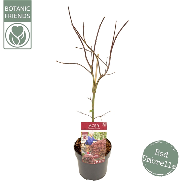 <h4>Acer palm. 'Garnet' extra kwaliteit</h4>